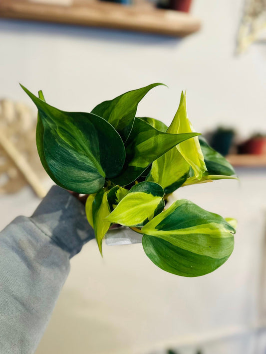 3" Philodendron Brazil