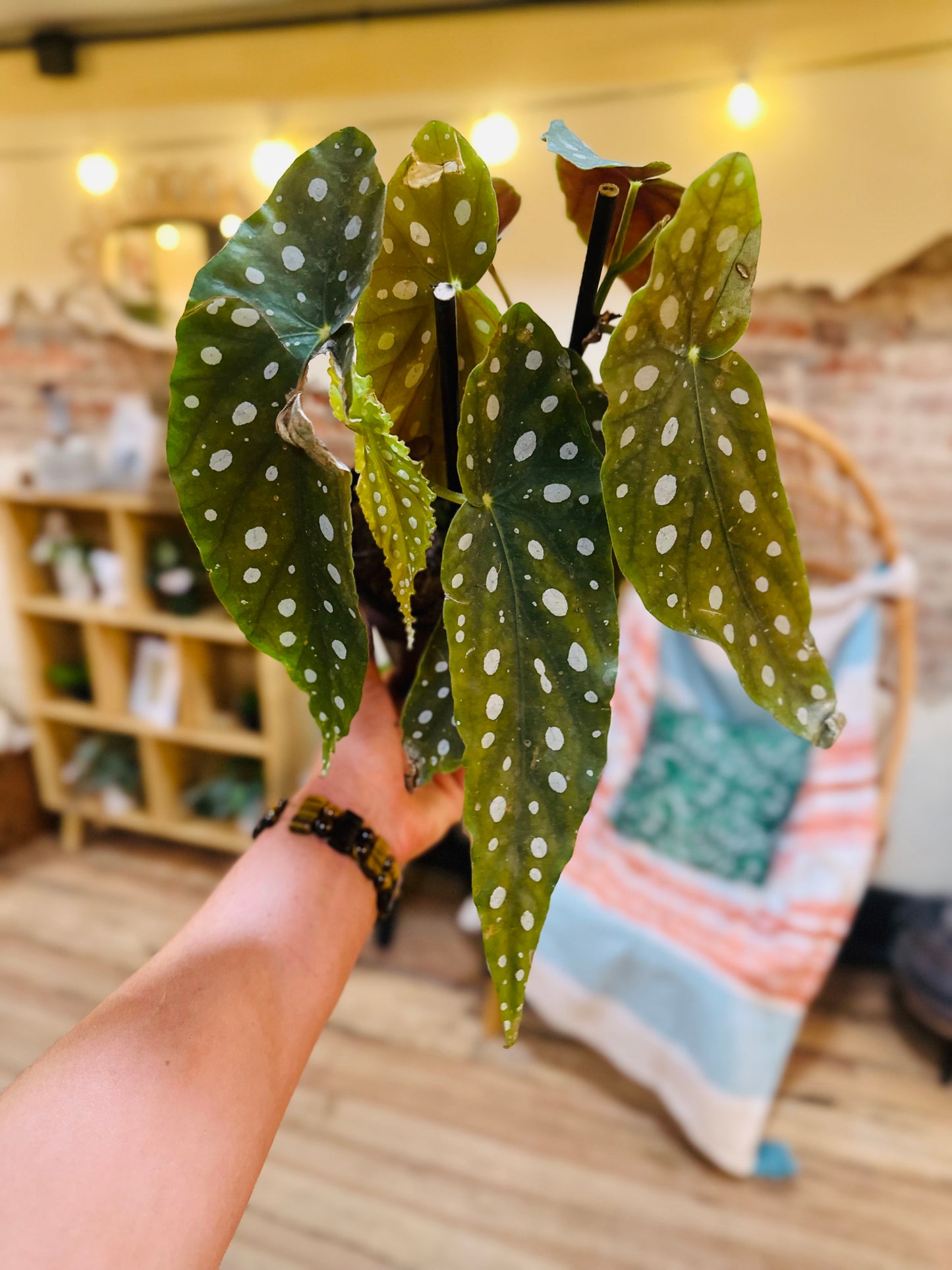 6" Begonia Maculata