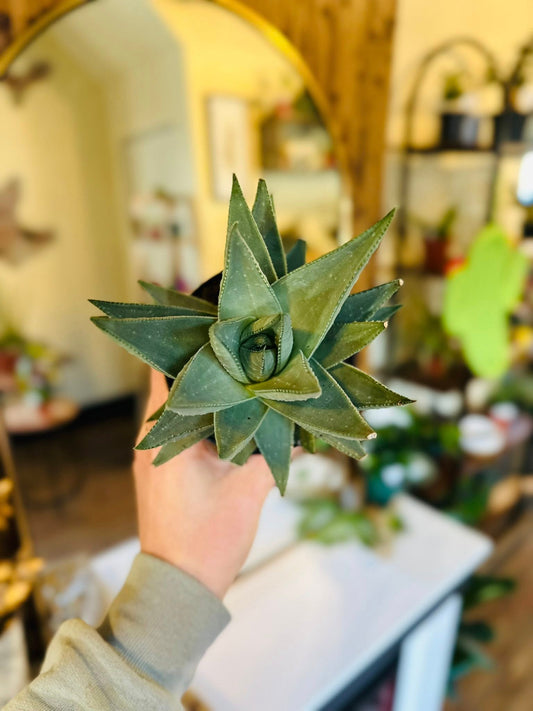 4" Gasteria Kabella