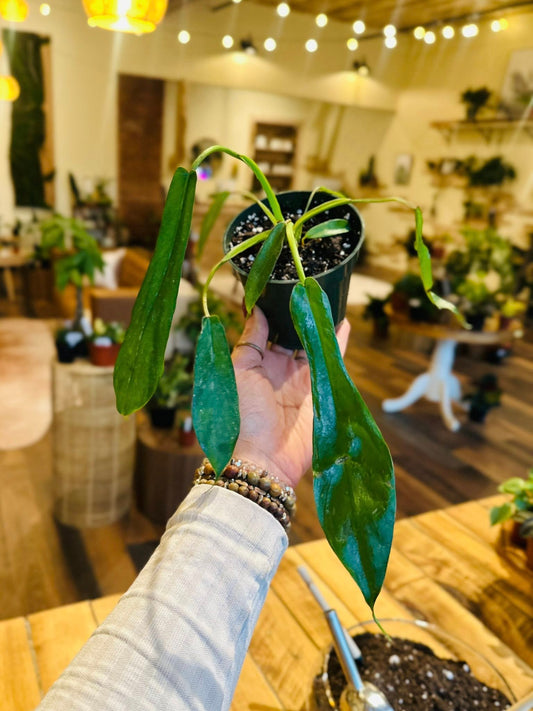 4" Philodendron Joepii