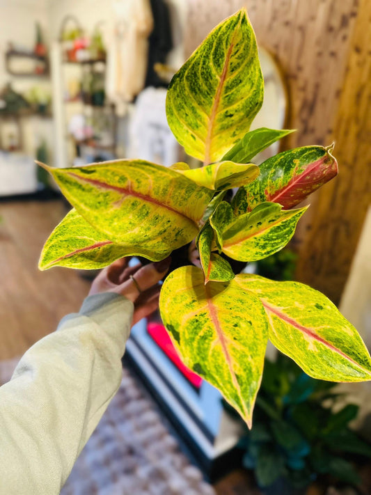 6" Aglaonema Golden Flourite