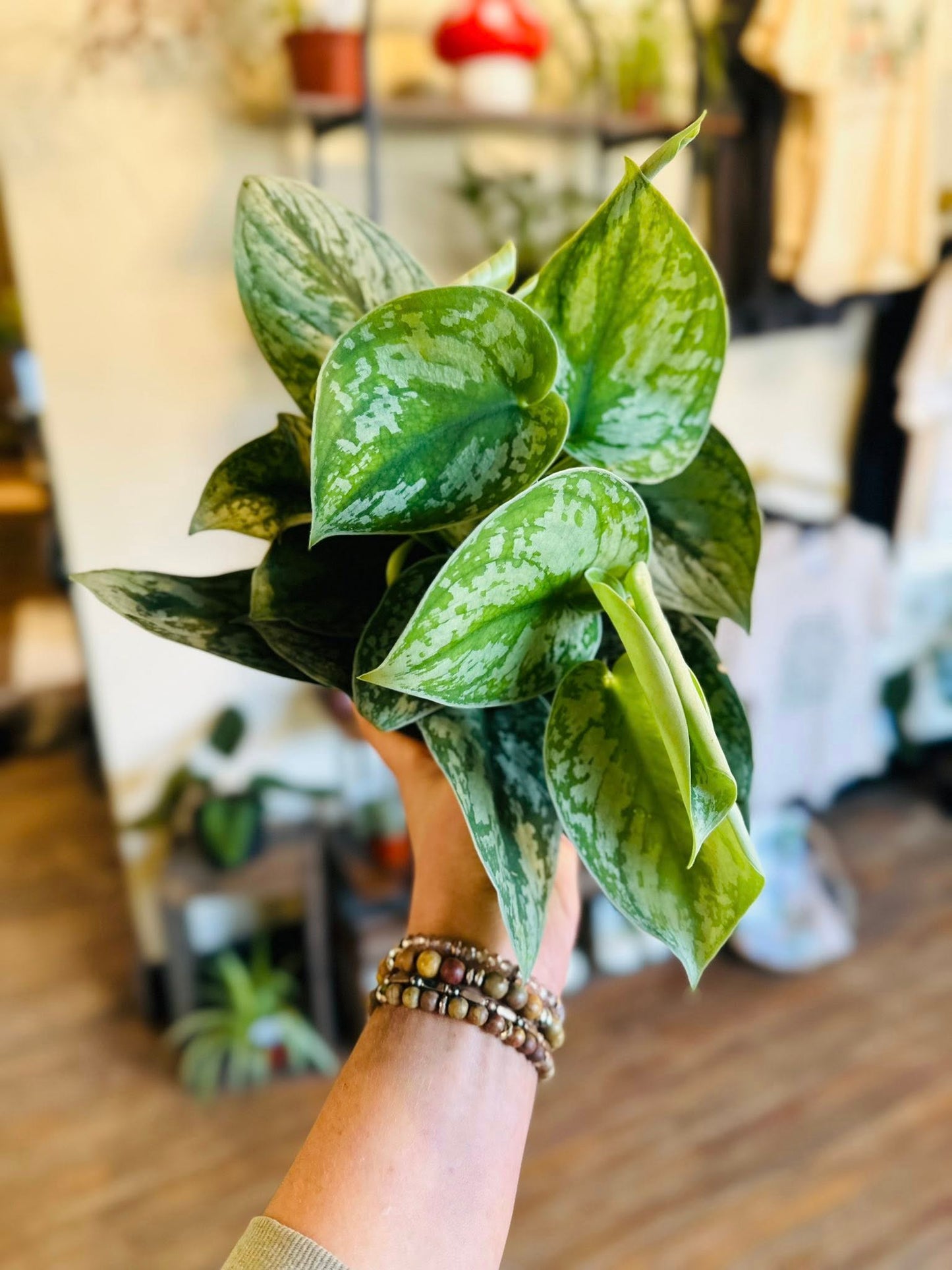 6" Scindapsus Silver Satin