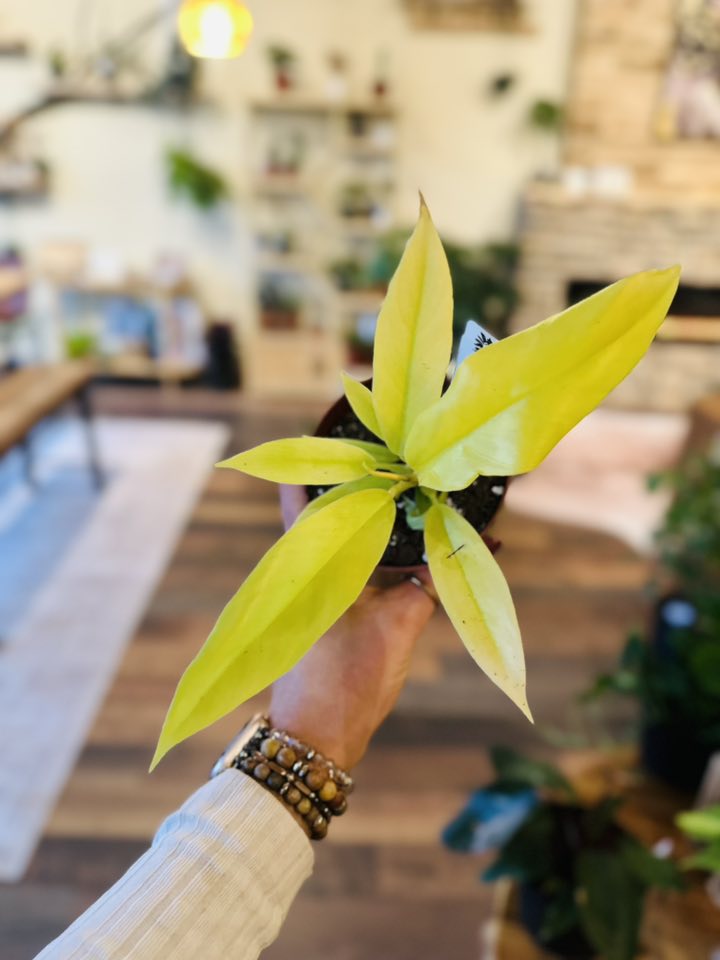 4" Philodendron 'Golden Crocodile'