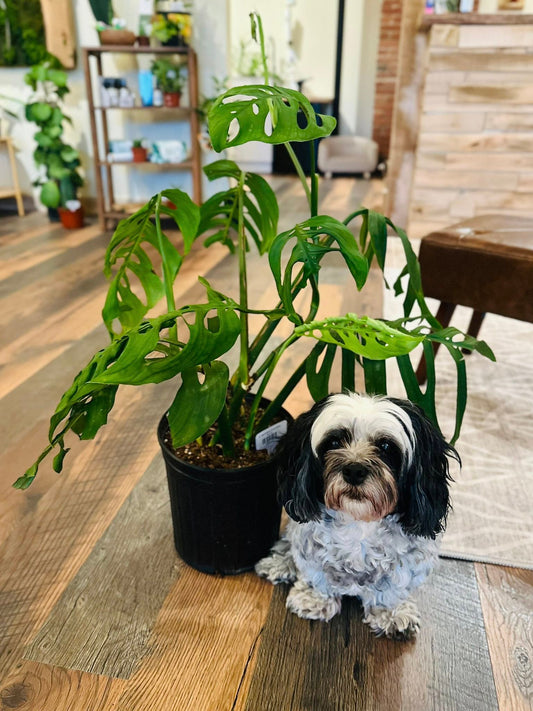 8" Monstera Esqueleto