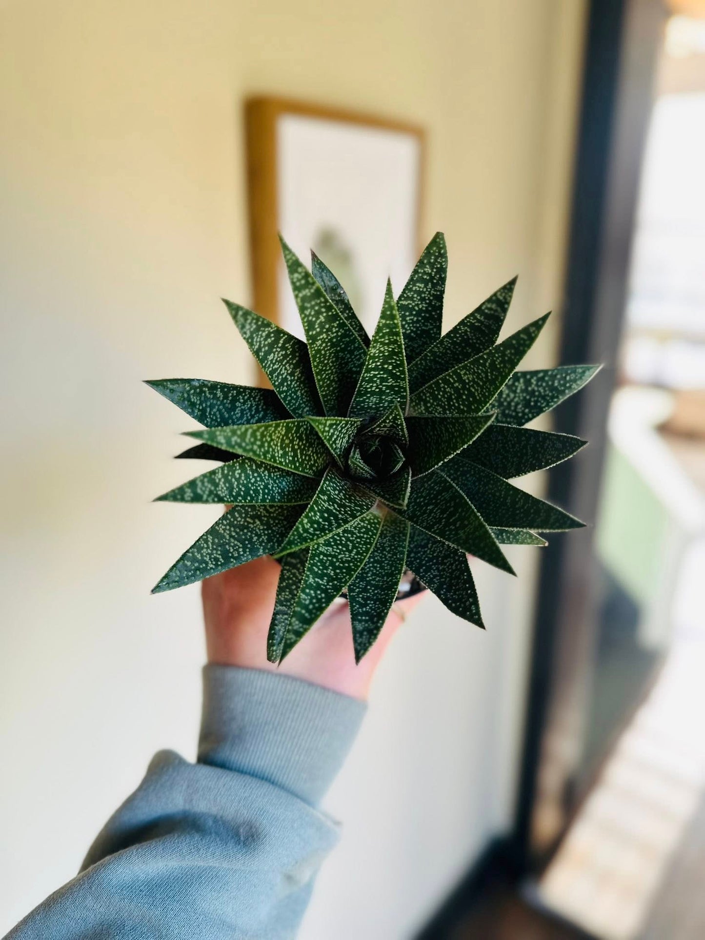 4" Gasteria Flow