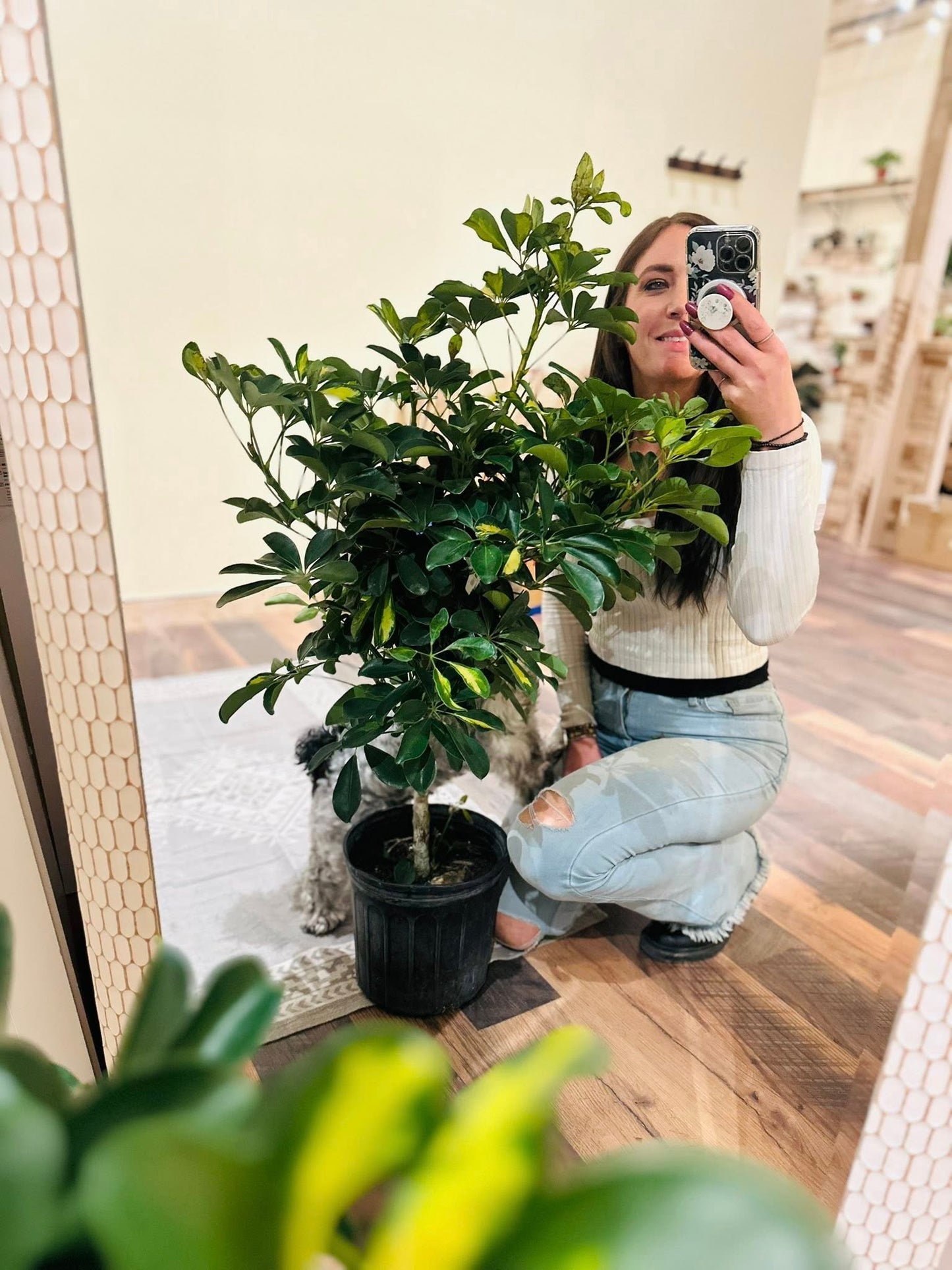 10" Schefflera Arboricola Variegated