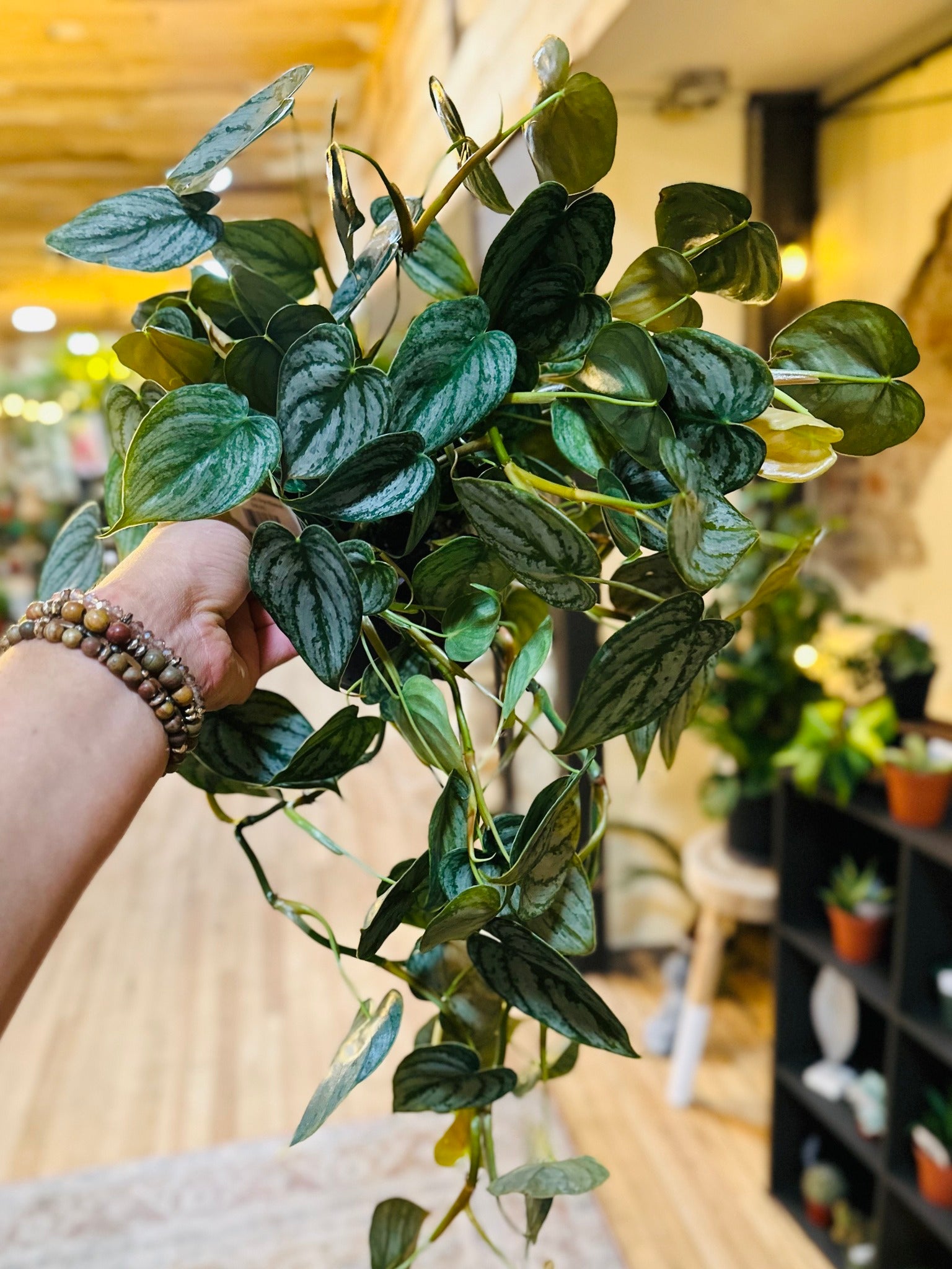 philodendron brandtianum hanging 6" Philodendron Brandtianum