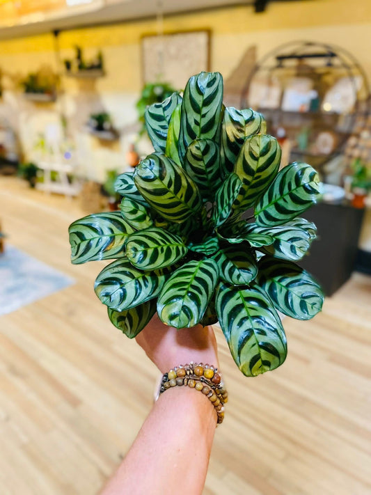 4" Calathea Burle Marx