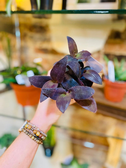 4" Tradescantia Purple Queen