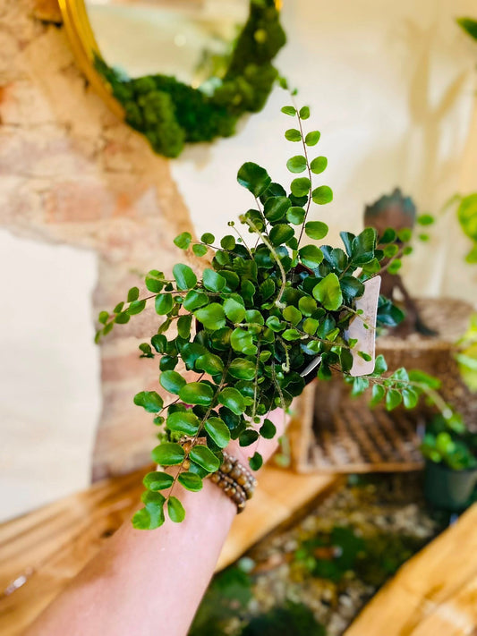 4" Button Fern
