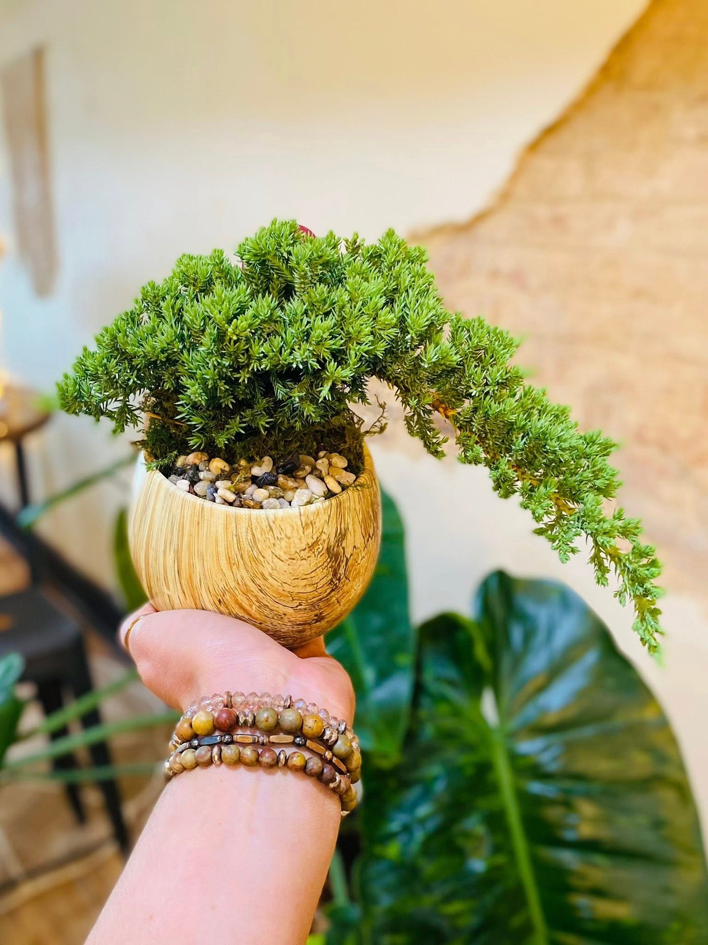 4.5" Bonsai Juniper