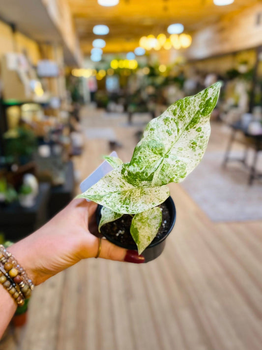4" Alocasia Macrorrhiza Variegata