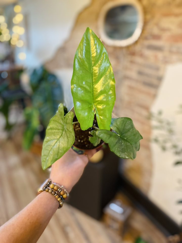 4" Alocasia Corazon