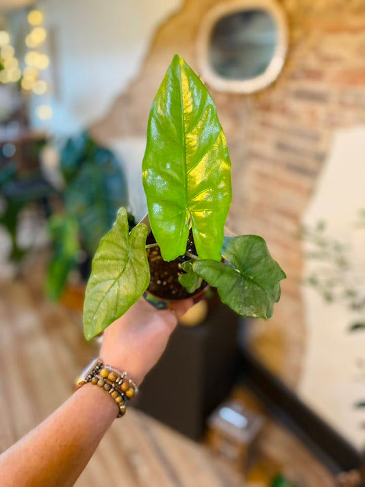4" Alocasia Corazon