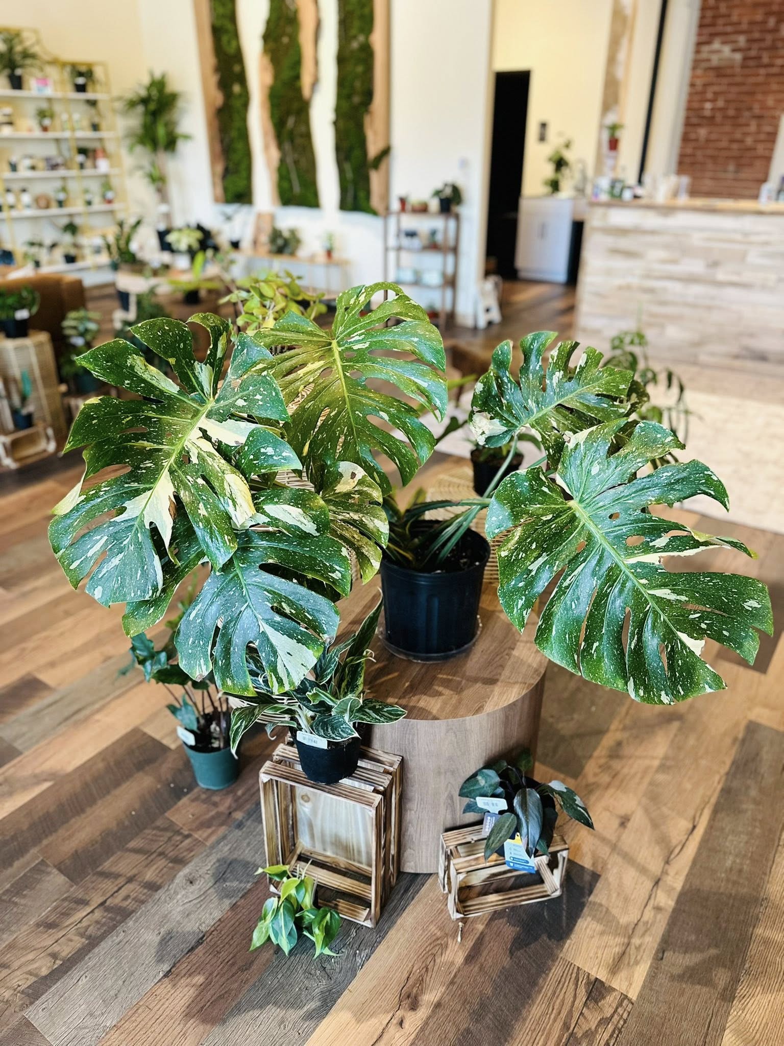 monstera thai constellation 10" Monstera Thai Constellation