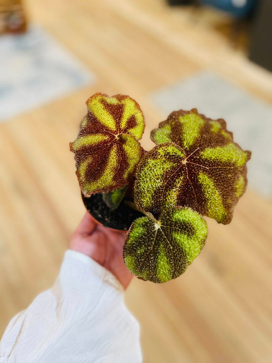 4" Begonia Manaus