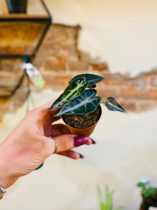 2" Alocasia Bambino