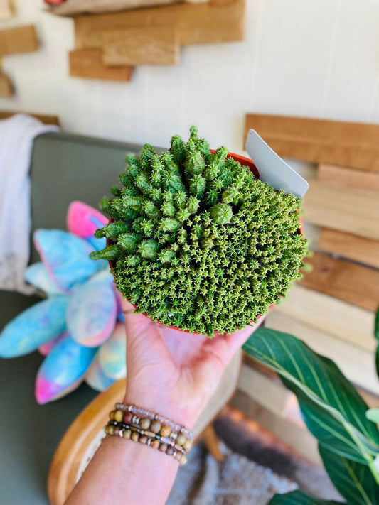 6" Euphorbia Monstrose