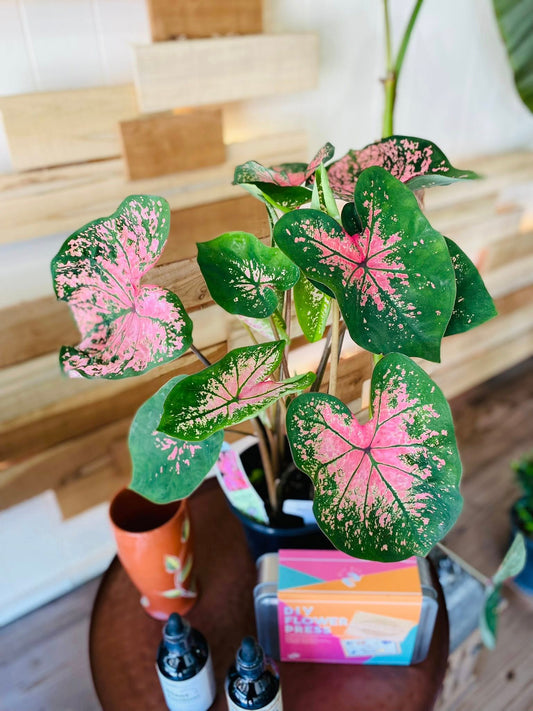 6" Caladium Pink
