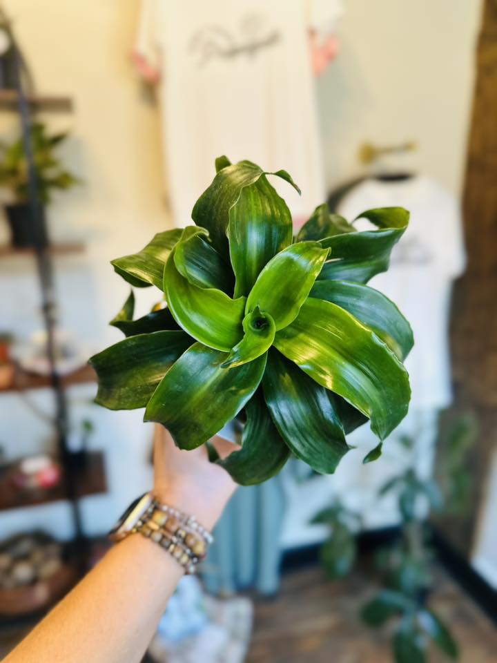 4" Dracaena Twister