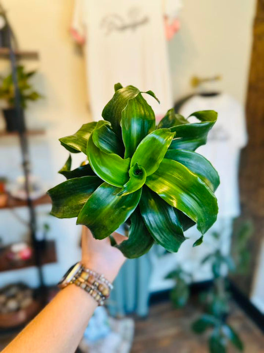4" Dracaena Twister