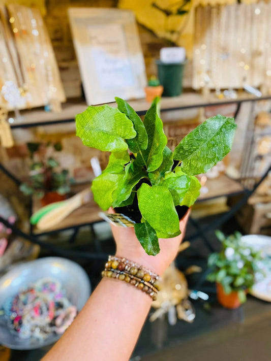 4" Calathea Network