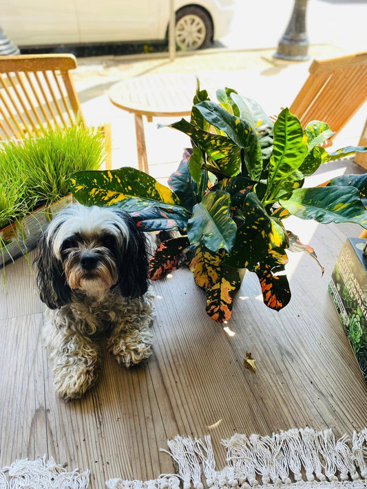 6" Croton Magnificent