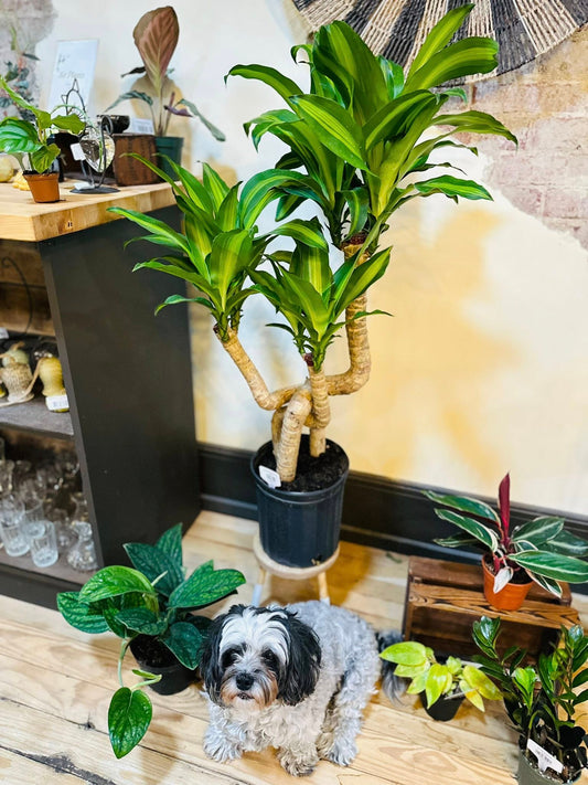 8" Dracaena Mass Cane Twist