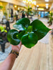 4" Peperomia Raindrop