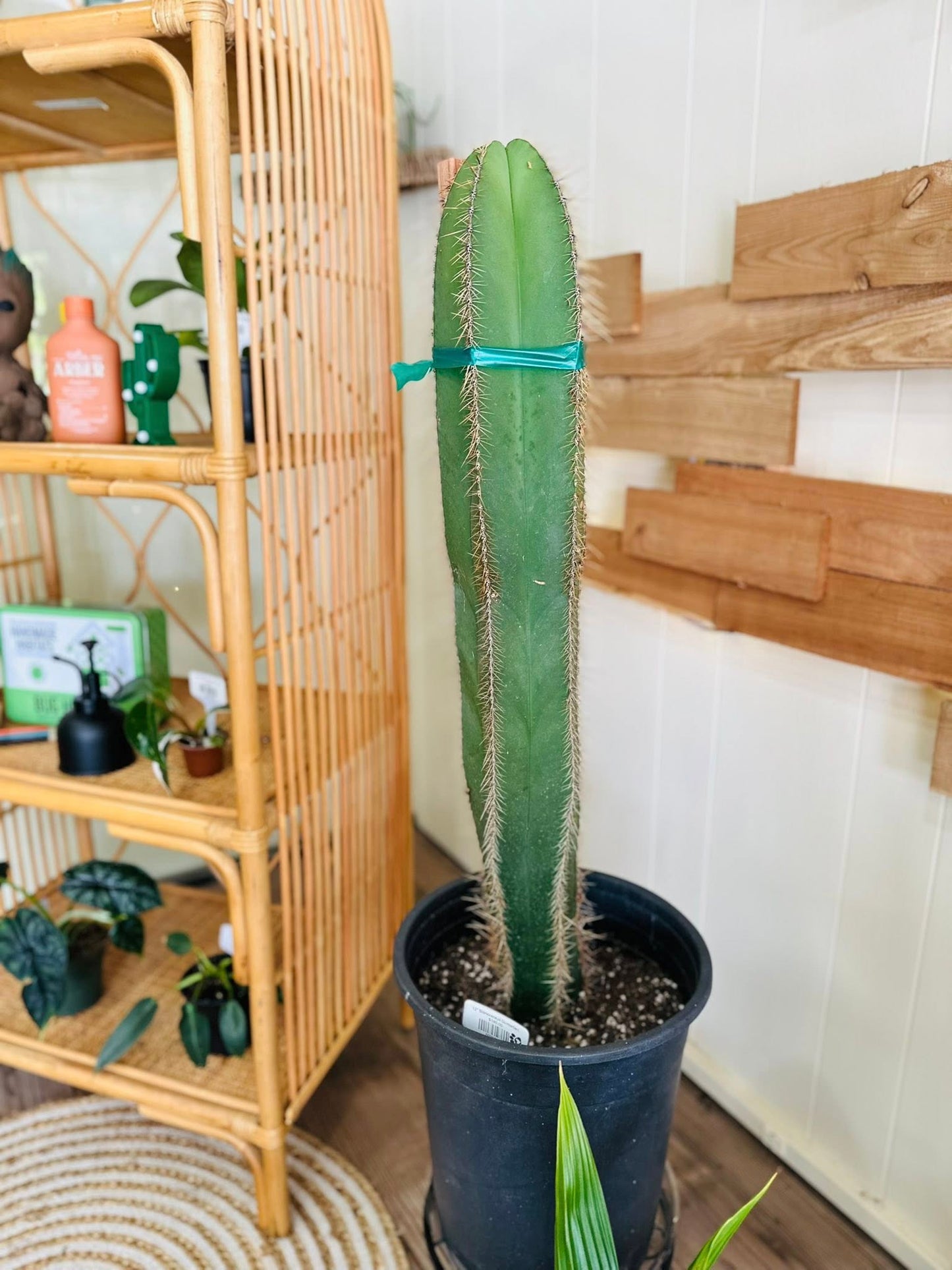 12" Stenocereus Dumortieri