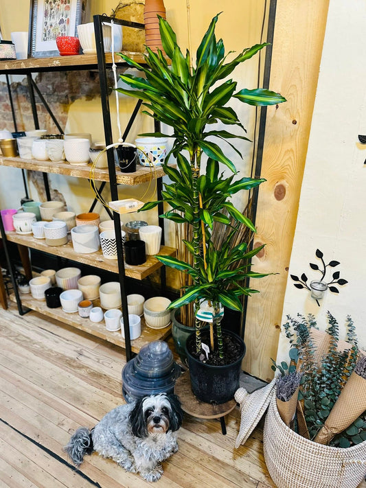 10" Dracaena Cintho Cane