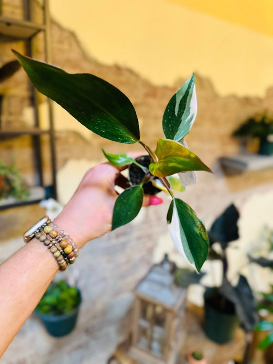 2" Philodendron White Knight