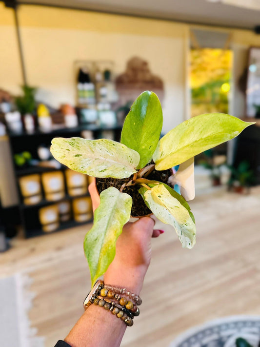 4" Philodendron Snowdrift
