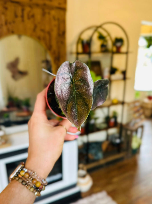 3" Alocasia Cuprea Red
