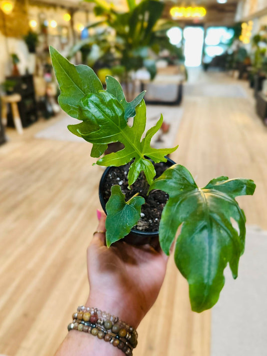 4" Alocasia Brancifolia