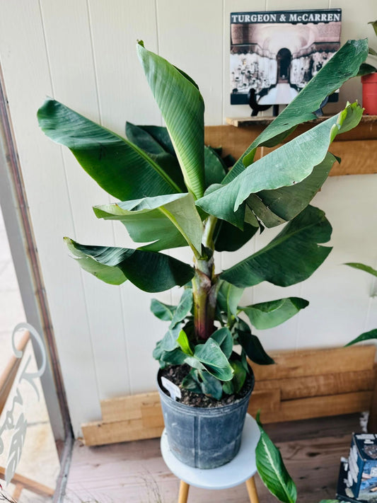 10" Banana Musa Cavendish