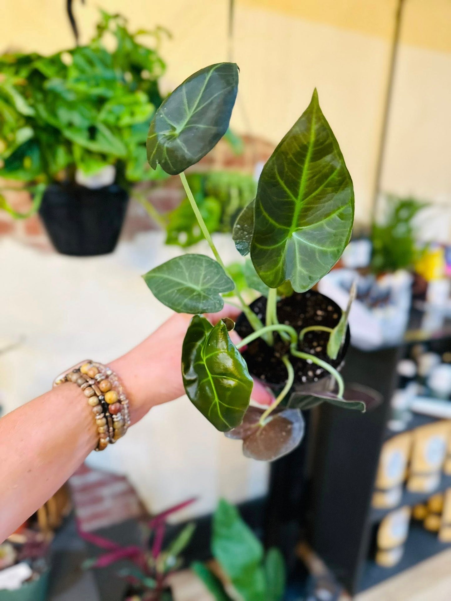 4" Alocasia Regal Shield