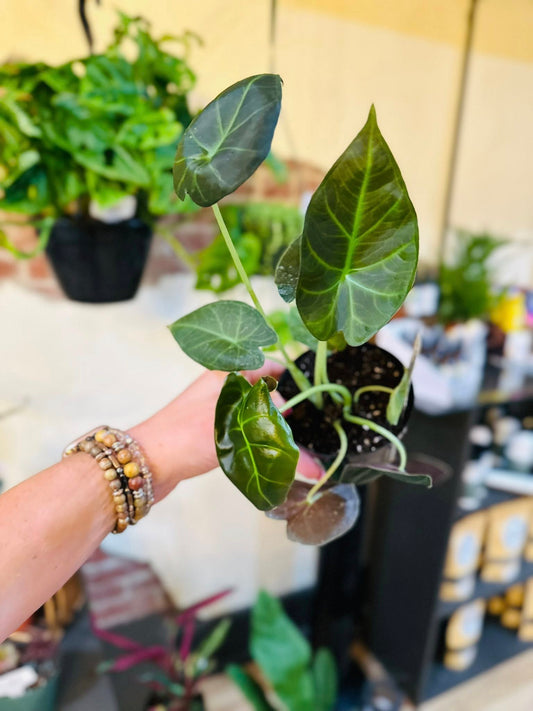 4" Alocasia Regal Shield