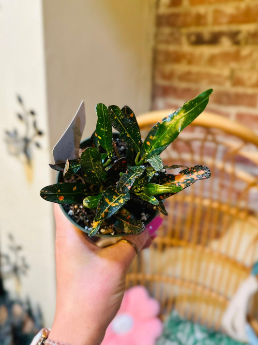 4" Croton