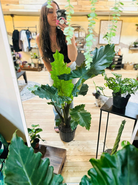 10" Alocasia Portora