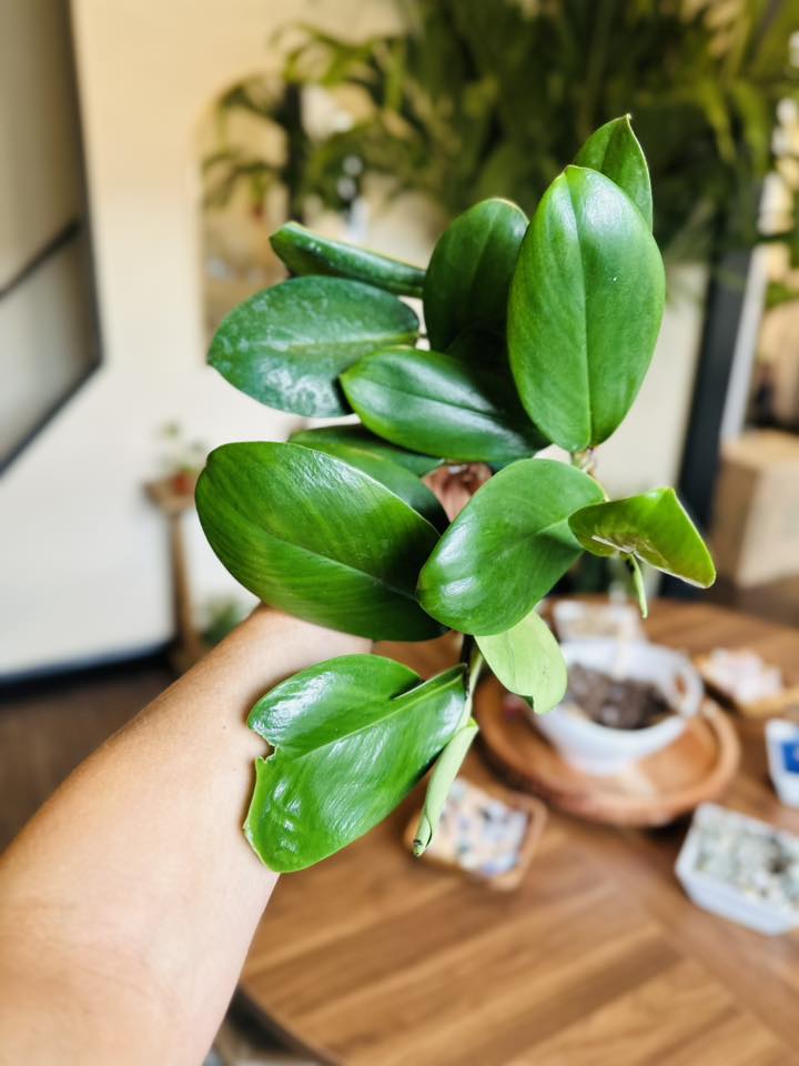 4" Rhaphidophora Hongkongensis