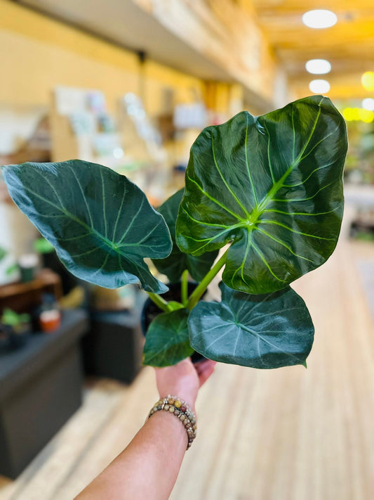 6" Alocasia Regal Shield