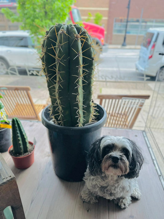 14" Leucostele Terscheckii