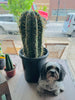 14" Leucostele Terscheckii