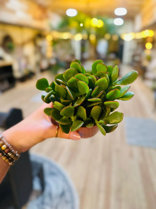 4" Crassula Jade