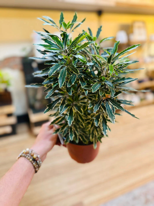6" Aralia Bianca