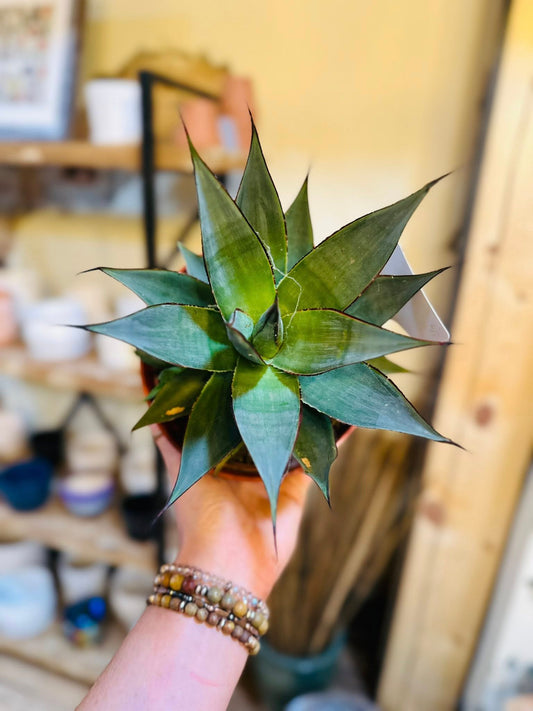 6" Agave Blue Glow
