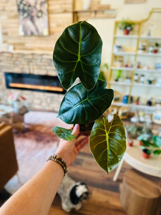 4" Alocasia Golden Bone
