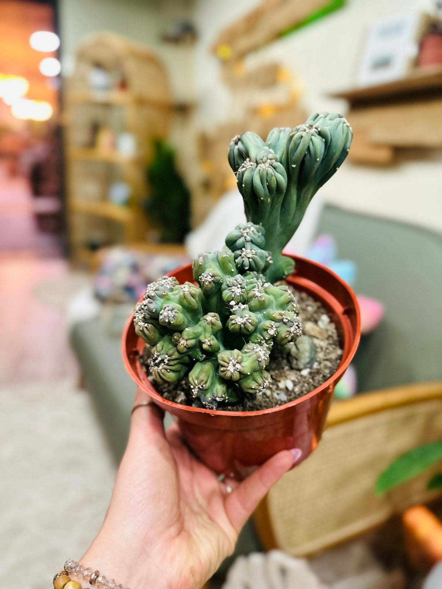 6" Cereus Forbessii Monstrose Cactus