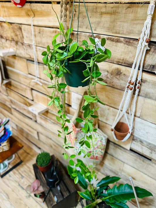 6" Hoya Keysii Basket